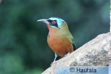 Sinipäämomotti, tobago,12.jpg
