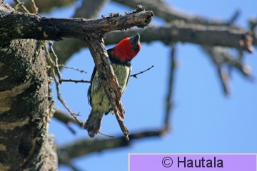 Mustavyöseppä, lybius torquatus,RSA, 2.jpg