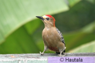 Pikkuraitatikka, Tobago, 9.jpg