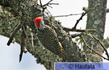 Ruso-otsatikkanen, dendropicos fuscescens,RSA, 2.jpg