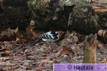 Valkoselkätikka, Härmälä, 3.JPG