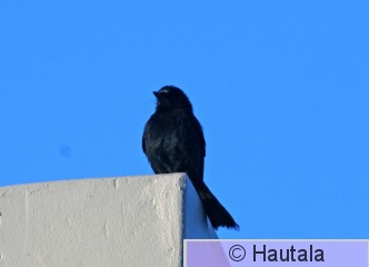 Sieppodrongo, dicrurus adsimilis, 1.jpg