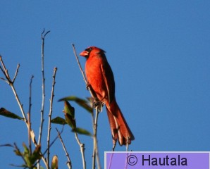 Punakardinaali,Delray beach 1 2.jpg