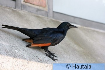 Kalliorakkeli, onychognathus morio, Kap-kaupunki, RSA, 2.jpg