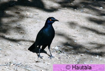 Turkoosikottarainen, lamprotornis nitens, 3.jpg