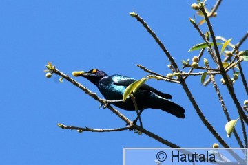 Turkoosikottarainen, lamprotornis nitens, 2.jpg
