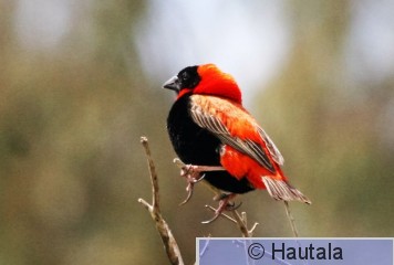 Punapiispa, euplectes orix, RSA, 6.jpg