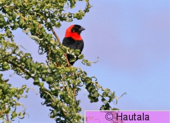 Punapiispa, euplectes orix, RSA, 8.jpg