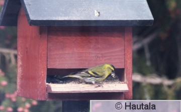 Vihervarpunen, piha, 2.JPG