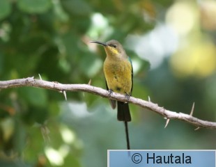 Malakiittimedestäjä, nectarinia famosa, Montagu, RSA, 11.jpg