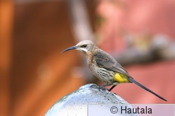 Kapinmesikko, promerops cafer, Montagu, RSA, 4.jpg