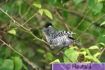 Raitapuumuura, Tobago, 2,koiras.jpg