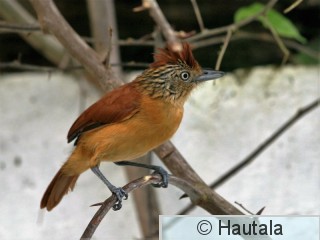 Raitapuumuura, Tobago, 5, naaras.jpg