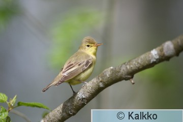 kultarinta 049.jpg