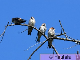 Isoviirupääsky, hirundo cucullata, 3.jpg