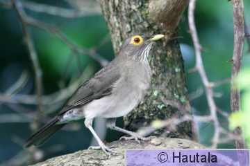 Kaljusilmärstas, Tobago, 2.jpg