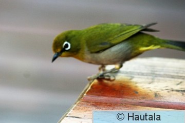 Kapinrilli, zonterops capensis, 1, RSA.jpg