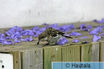 Harmaasieppo, RSA.jpg