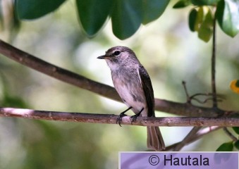 Vuoriharmaasieppo, muscicapa adusta,RSA,  3.jpg
