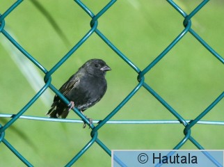 kultakaulusirkkunen, Tobago,7.jpg