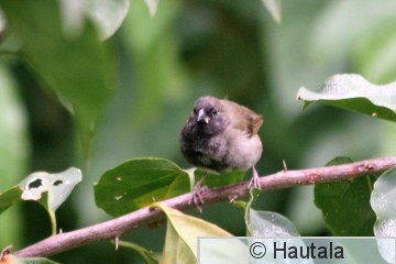 Samettisirkkunen, Tobago, 8.jpg
