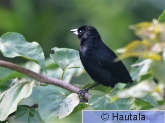 Mustatangara, Tobago, 8.jpg