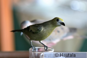 Palmutangara, Ruokailemassa, Tobago.jpg