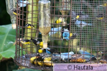 Piispatangara, Tobago, ja muita ruokittavia.jpg