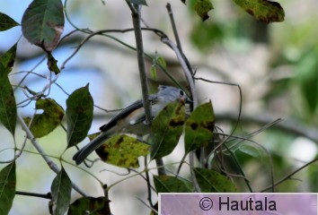 Puistotiainen, Tufted titmouse, Florida.JPG