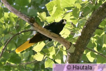 Kultapyrstö, Tobago, 3.jpg