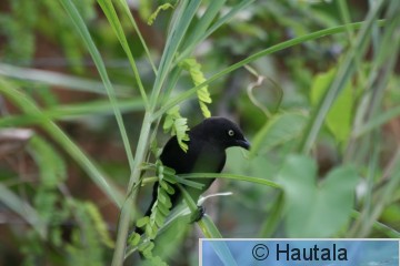 Pihaturbiaali, Tobago, 1.jpg