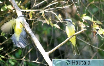 Livertäjätyranni, Tobago, 1.jpg