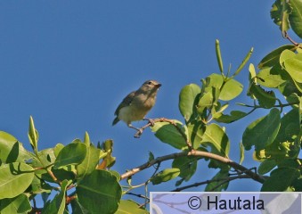Pensasvireo, Tobago.jpg