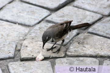 Savannivästäräkki, motacilla capensis,1.jpg