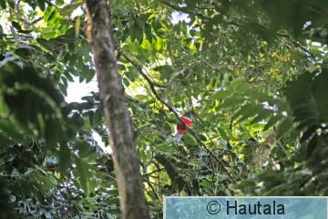 ca, Käkitrogoni, Tobago, 1.jpg