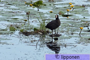nokikana_IMG_7594cP.jpg