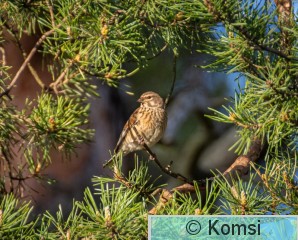 DSC_5195.jpg