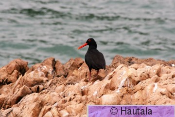 Afrikanmeriharakka, haematopus moquiini, 1.jpg
