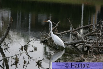 Jalohaikara, Florida.jpg