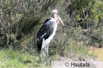 Afrikanmarabu-haikara, leptoptilos crumeniferus,  1.jpg