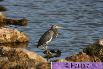Karibianhaikara, Delray Beacg, 3.JPG