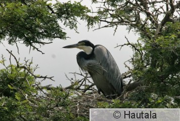 Kobolttihaikara, ardea melanocephala, Montagu, RSA, 3.jpg