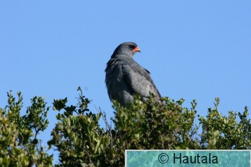 Kapinlauluhaukka, meliarex canorus, 2.jpg