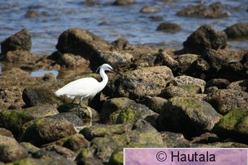 Silkkihaikara, Fuerteventura 3.JPG