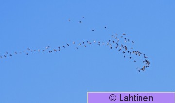 IMG_3609 k.jpg