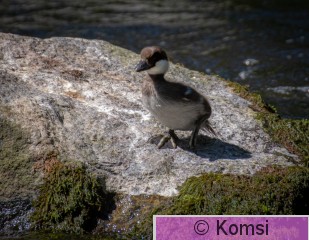DSC_5855.jpg
