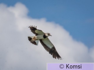 DSC_6503.jpg