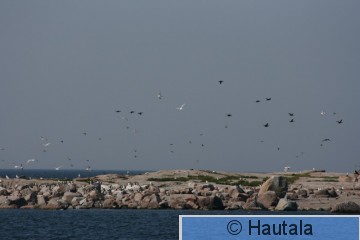 Aspskär,.jpg