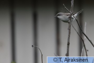 hernekerttu_7.JPG