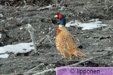 fasaani_IMG_5919cP.jpg